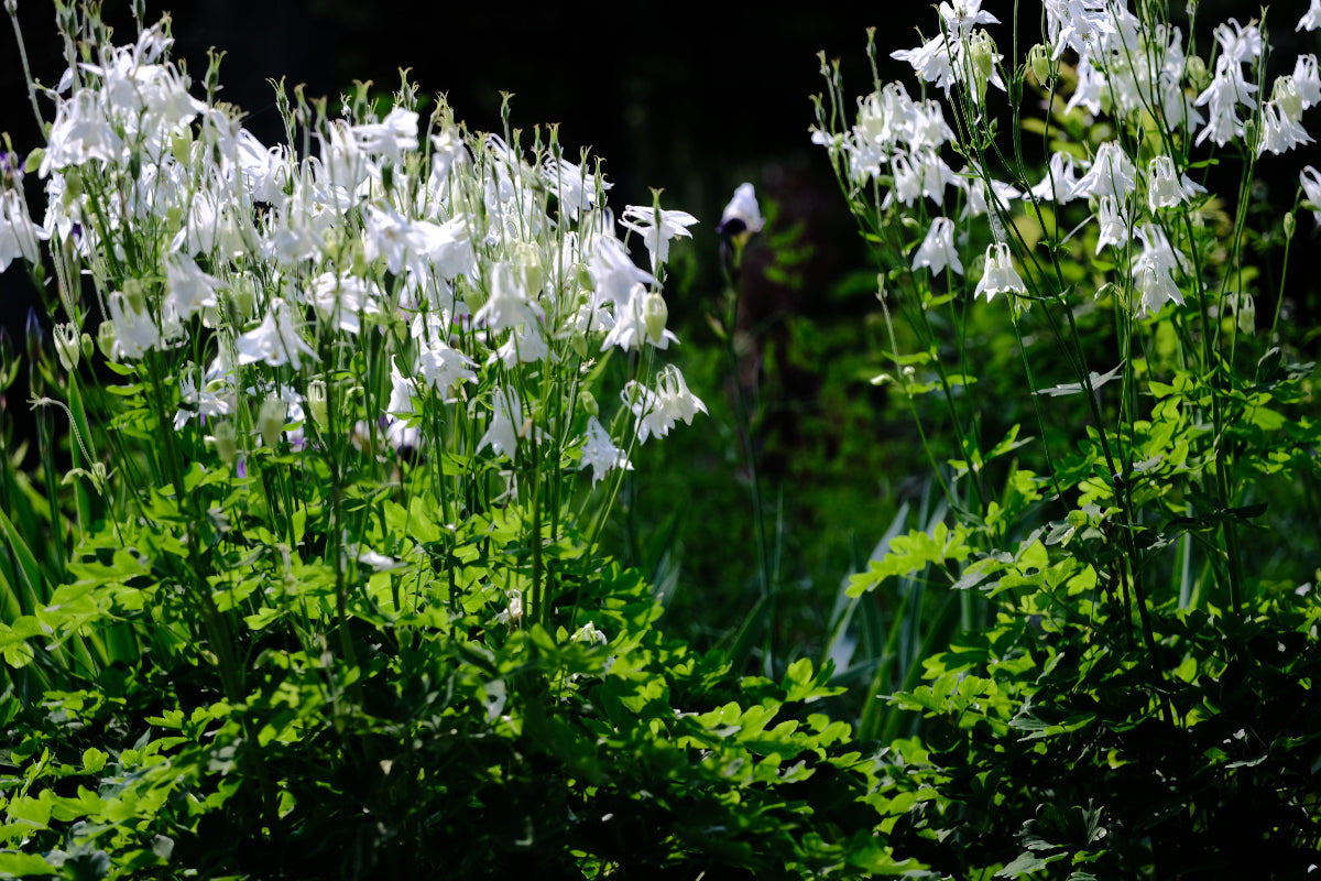 Aquilegia vulgaria 'Alba'