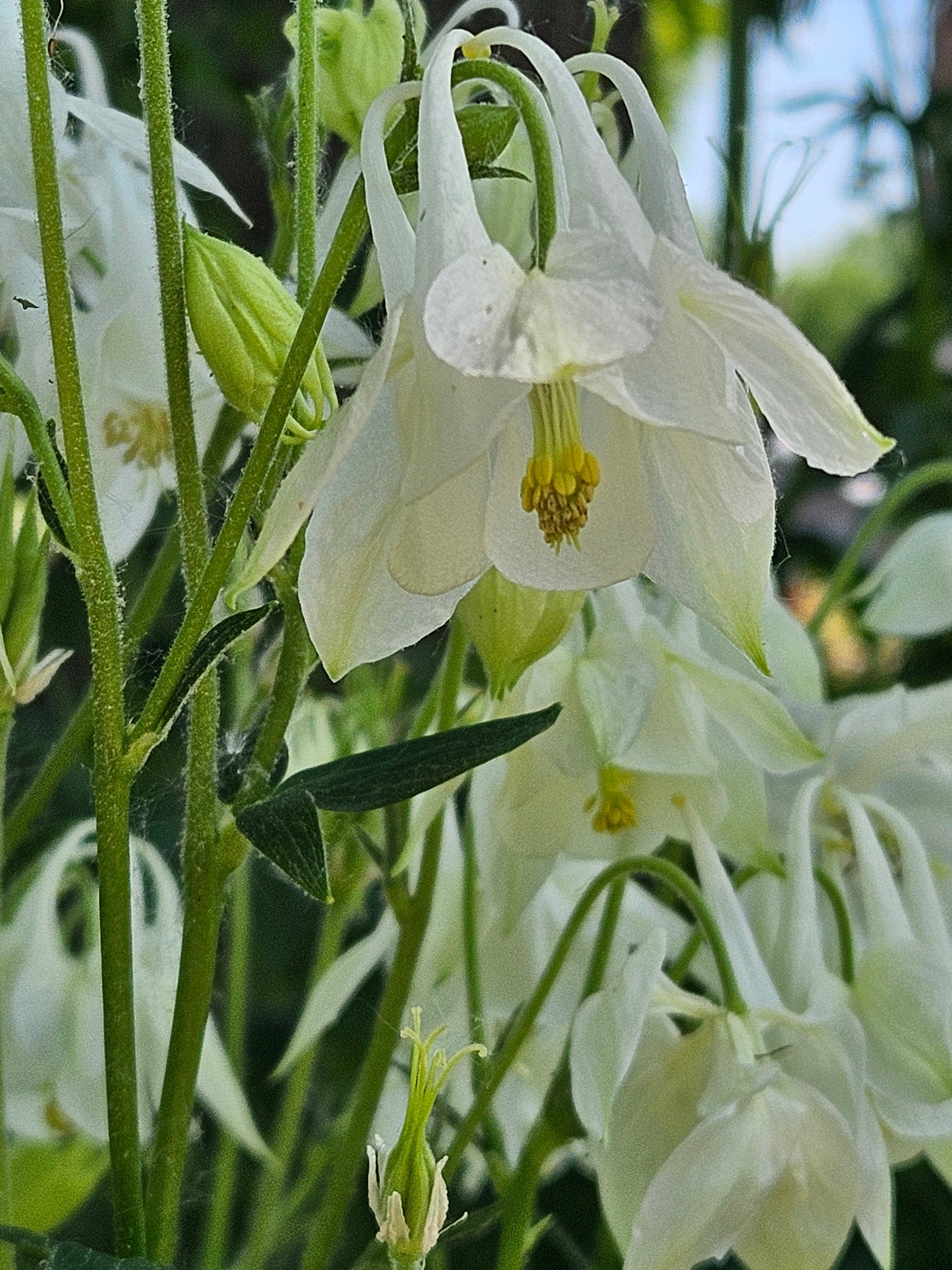 Aquilegia vulgaris &