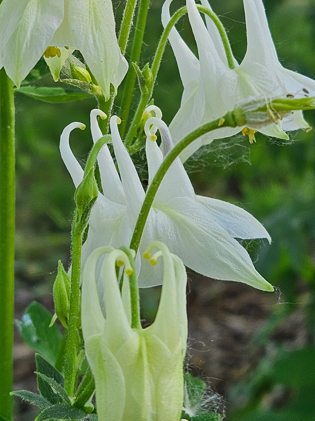 Aquilegia vulgaris &