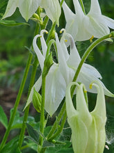 Aquilegia vulgaris &