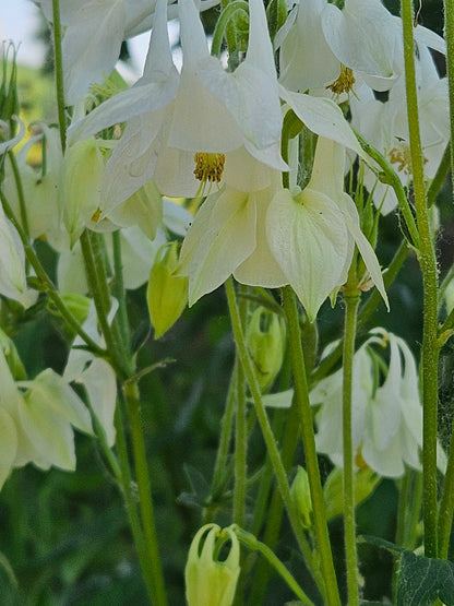 Aquilegia vulgaris &