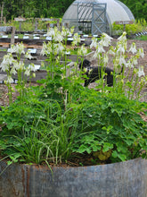 Aquilegia vulgaris &