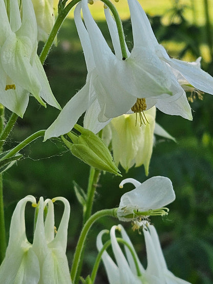 Aquilegia vulgaris &