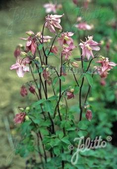 Aquilegia vulgaris &