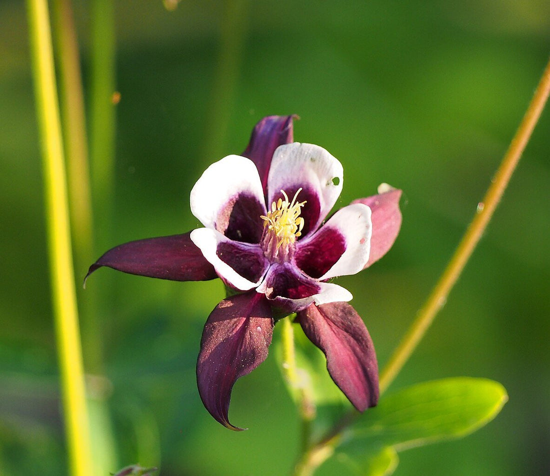 Aquilegia vulgaris &