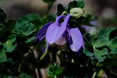 Aquilegia flabellata var pumila &