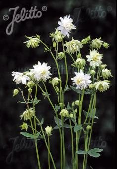 Aquilegia vulgaris var. stellata plena 'Green Apples'