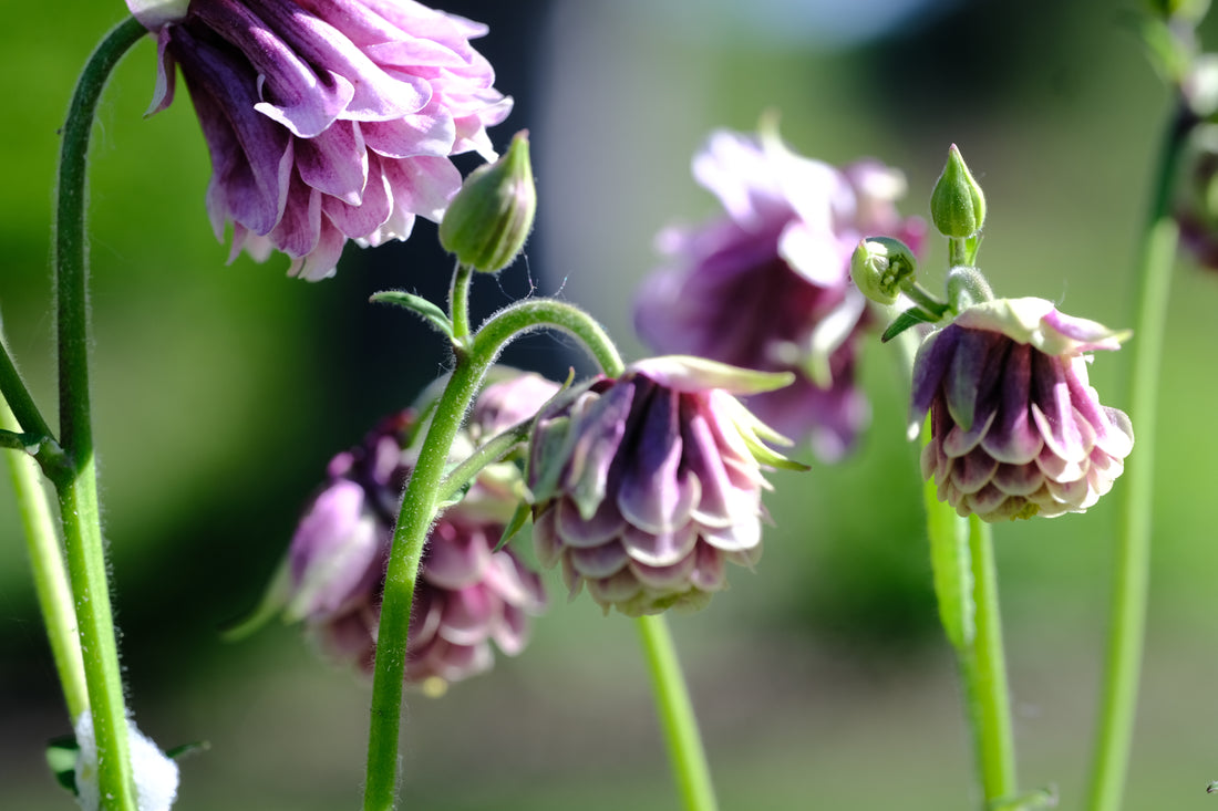 Aquilegia vulgaris var. stellata plena &