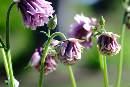 Aquilegia vulgaris var. stellata plena &