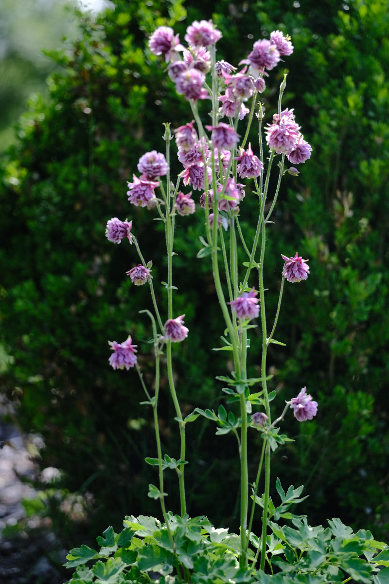 Aquilegia vulgaris var. stellata plena &