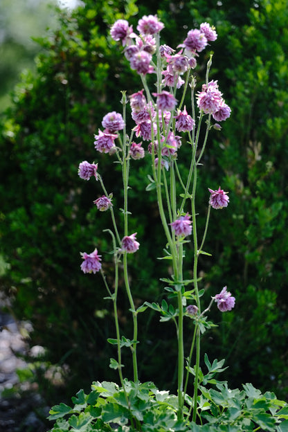 Aquilegia vulgaris var. stellata plena &