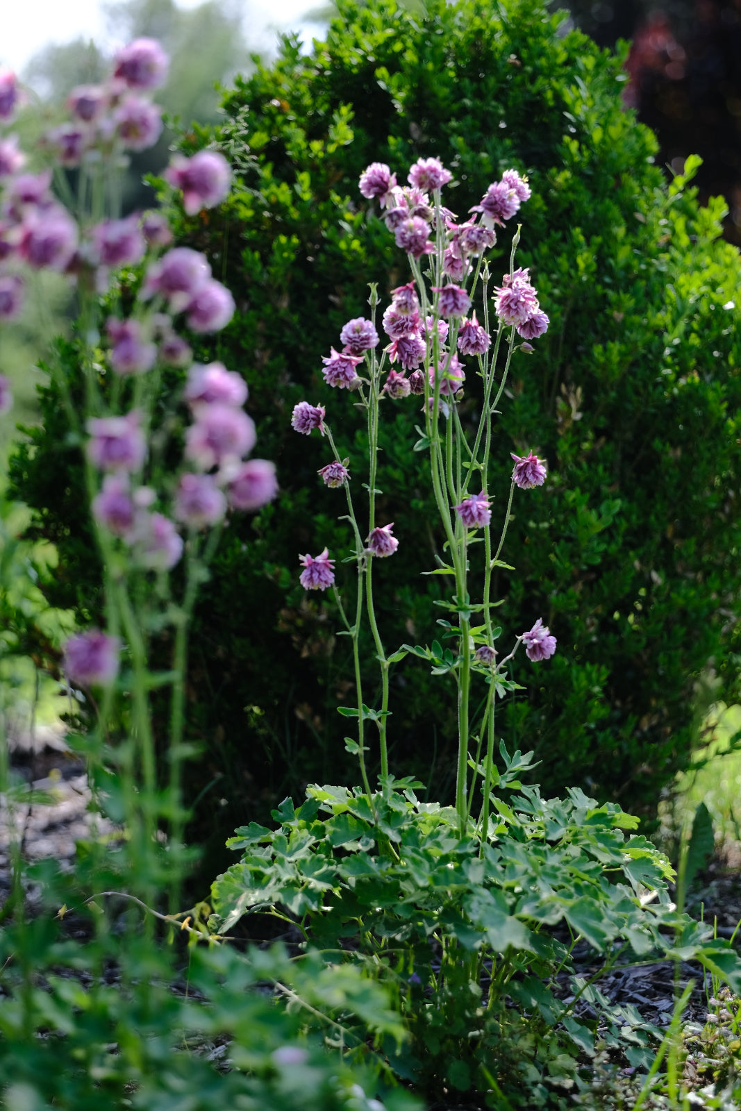 Aquilegia vulgaris var. stellata plena &