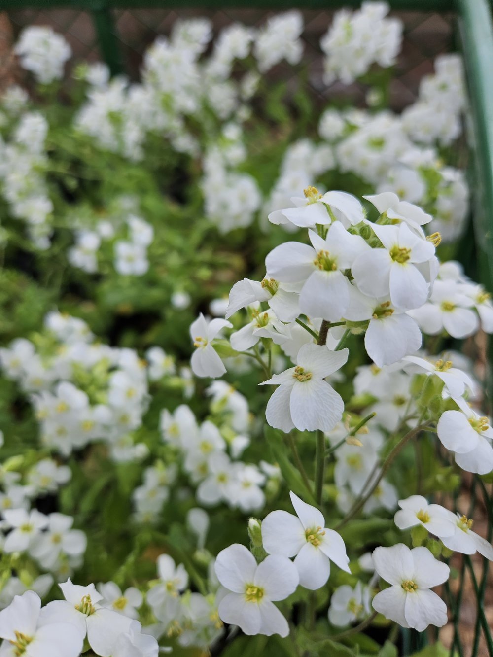 Arabis caucasica compacta &