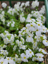 Arabis caucasica compacta &