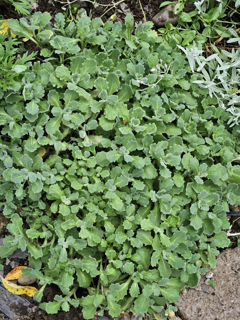 Arabis caucasica compacta &