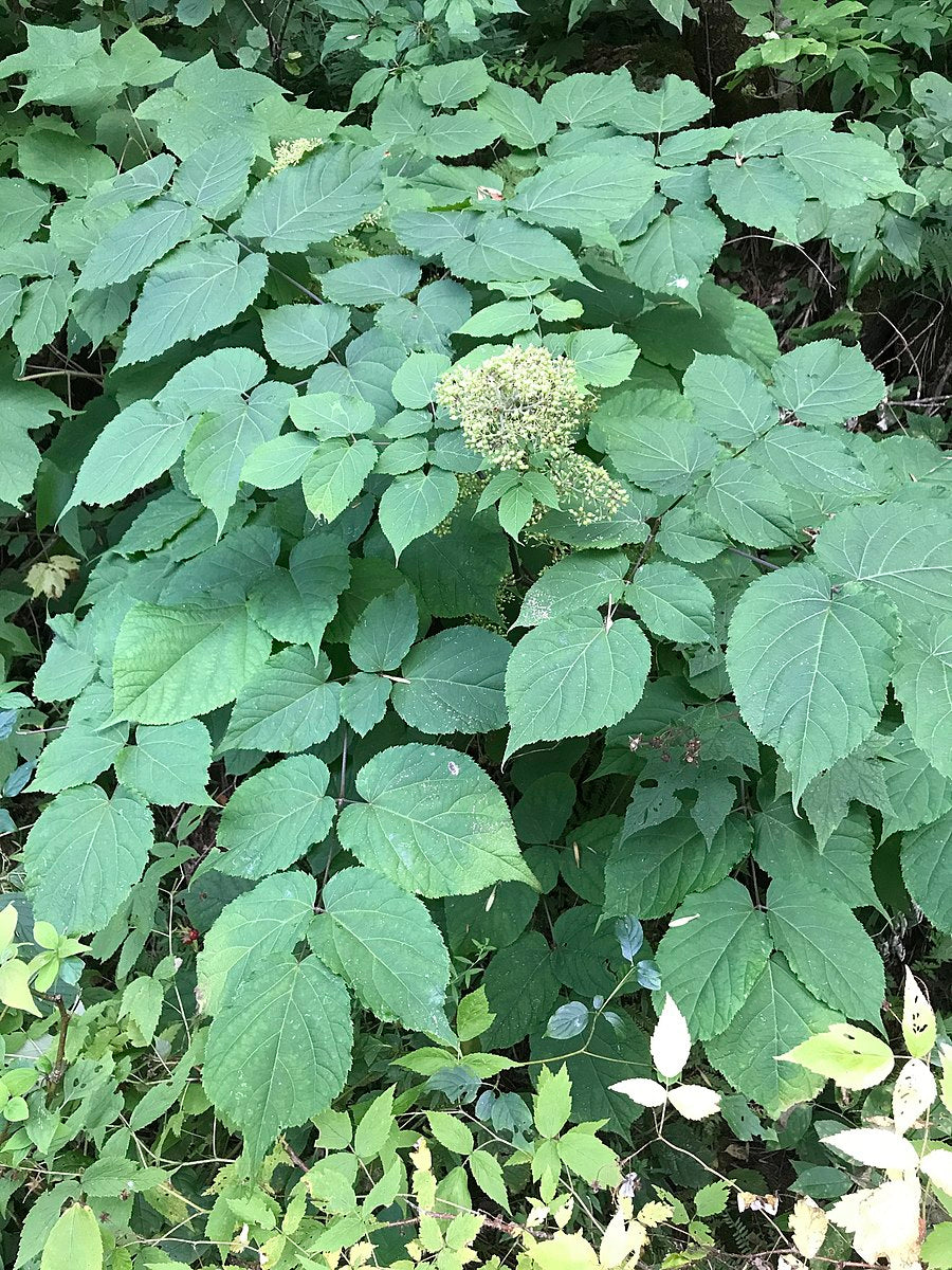 A photo showing a cluster of Aralia racemosa or American spikenard plants with green leaves and a small flower spike.