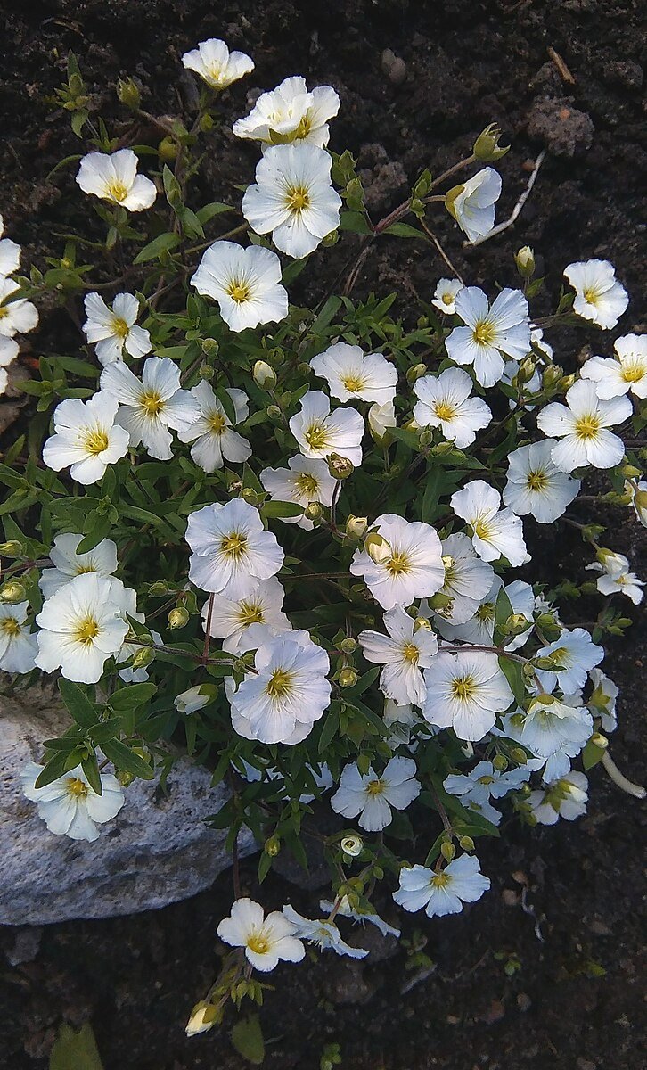 Arenaria montana (mountain sandwort) in bloom