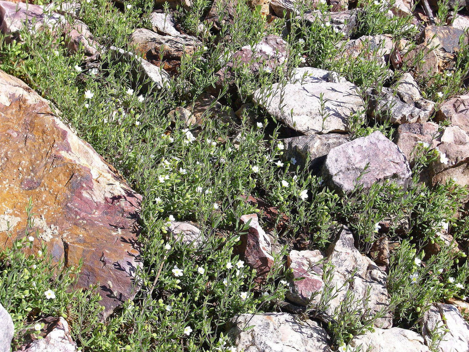 Arenaria montana (mountain sandwort) in natural habitat