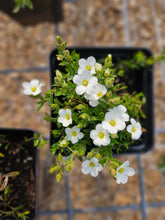 Arenaria montana (mountain sandwort) 4" sale size at The Old Dairy Nursery