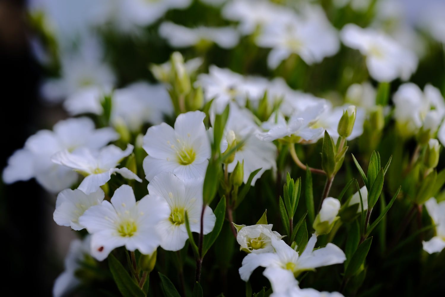 Arenaria montana | mountain sandwort blooming at The Old Dairy Nursery