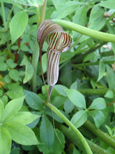 Arisaema ciliatum (cobra lily) flower