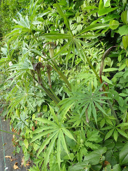 Arisaema ciliatum (cobra lily) foliage