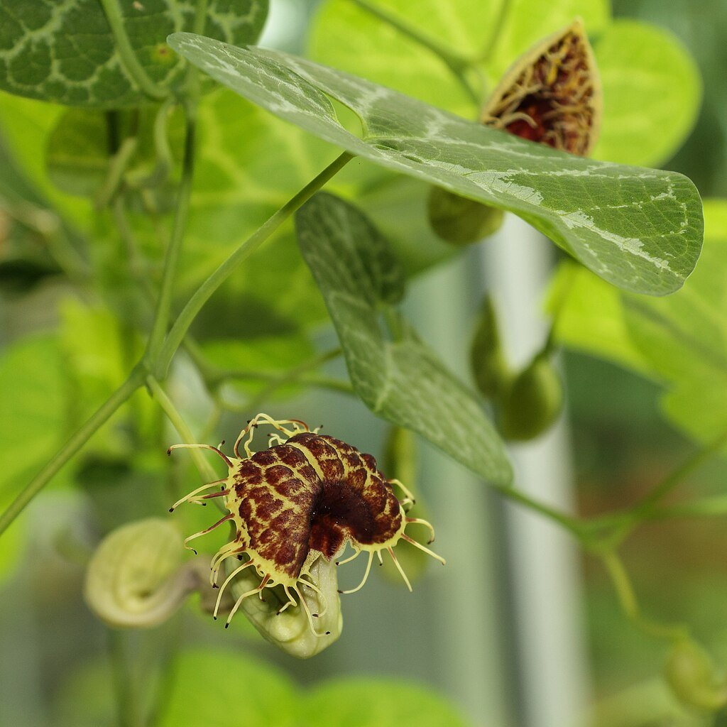 Aristolochia fimbriata (White Veined Hardy Dutchman&