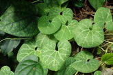 Aristolochia fimbriata (White Veined Hardy Dutchman&