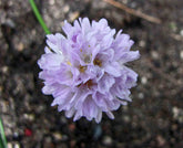 Armeria alliacea (sea thrift) lilac bloom
