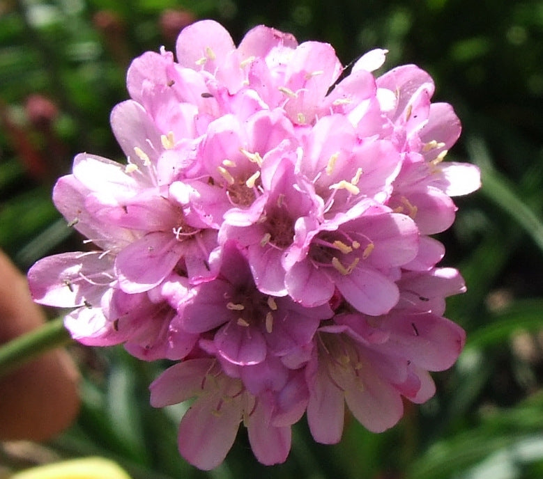 Armeria alliacea (sea thrift) pink bloom