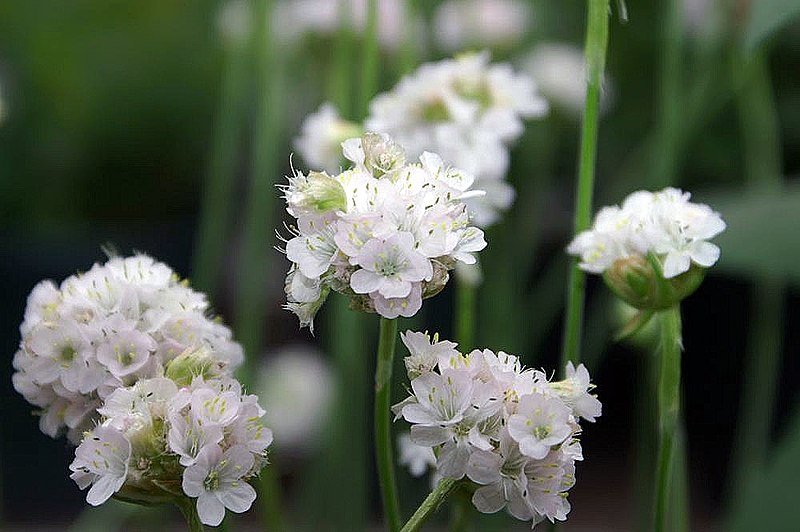 Armeria maritima &