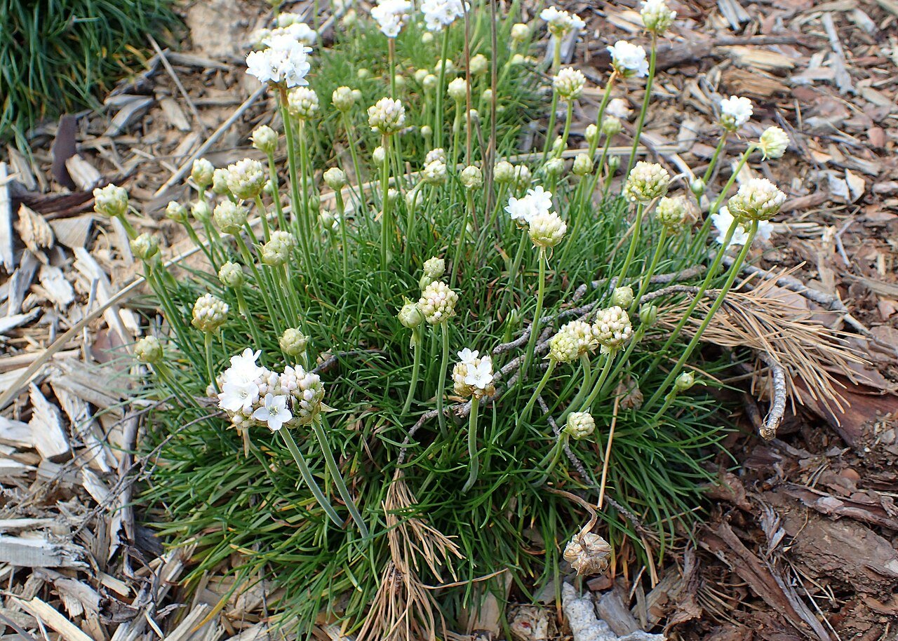 Armeria maritima &