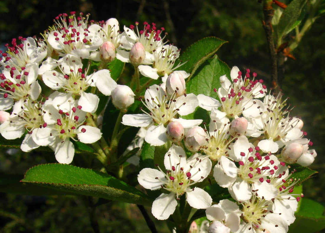 Close-up of white Aronia arbutifolia, commonly known as red chokeberry, flowers with pink centers on a green leafy background