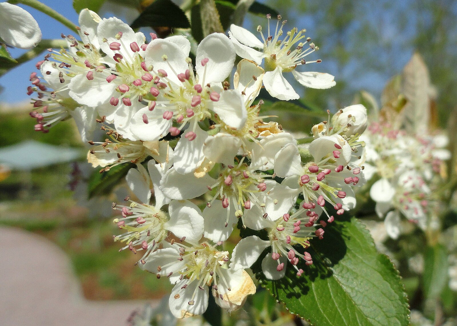 Close-up of white Aronia arbutifolia, commonly known as red chokeberry, flowers with green leaves on a blurred natural background