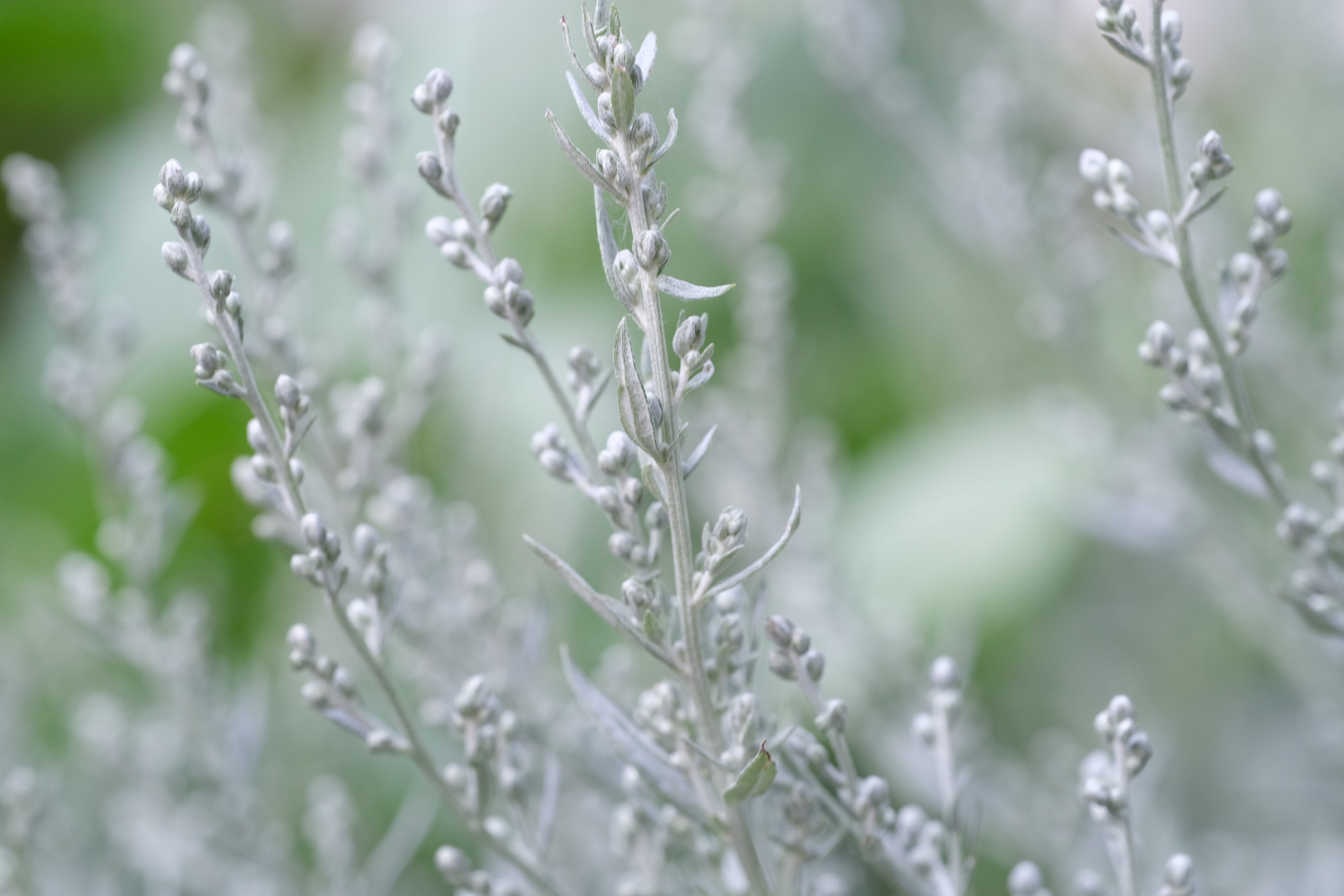 Artemisia ludoviciana (silver wormwood) blooms