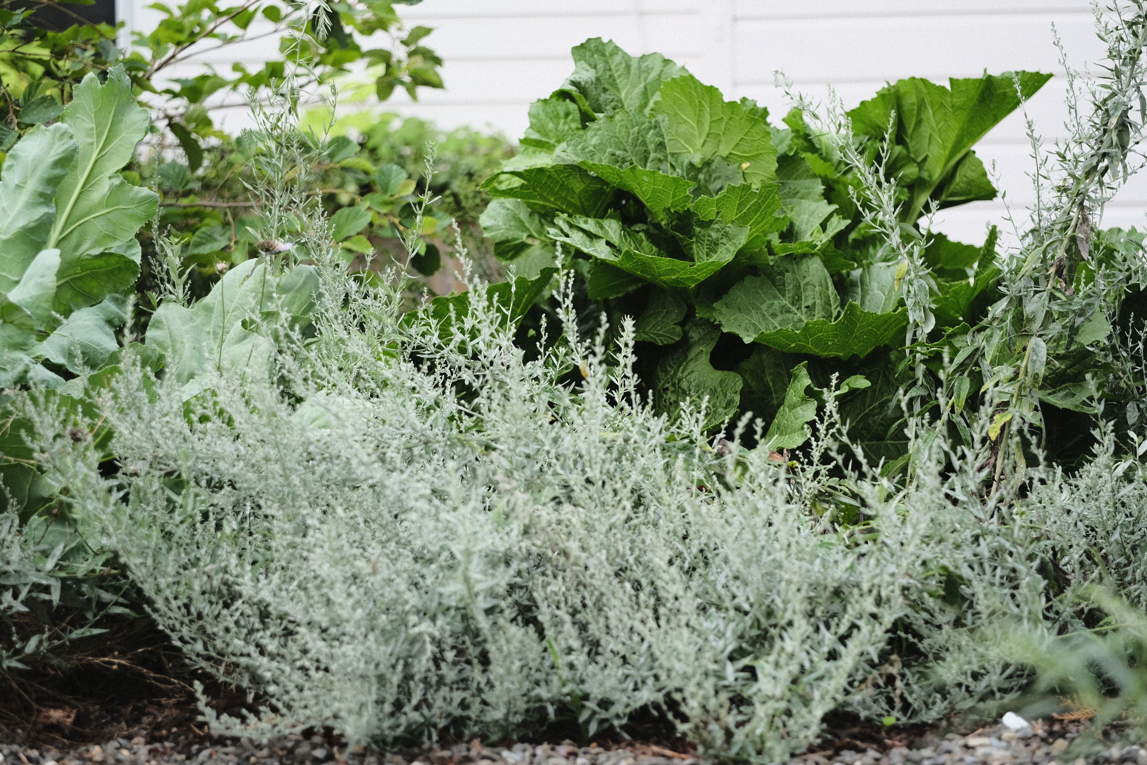 Artemisia ludoviciana (silver wormwood) in garden