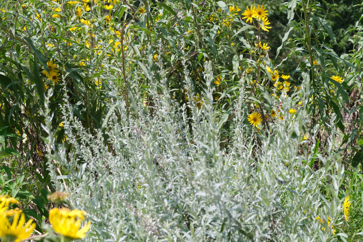 Artemisia ludoviciana (silver wormwood) in garden with Helianthus