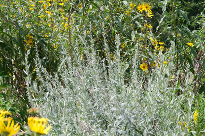Artemisia ludoviciana (silver wormwood) in garden with Helianthus