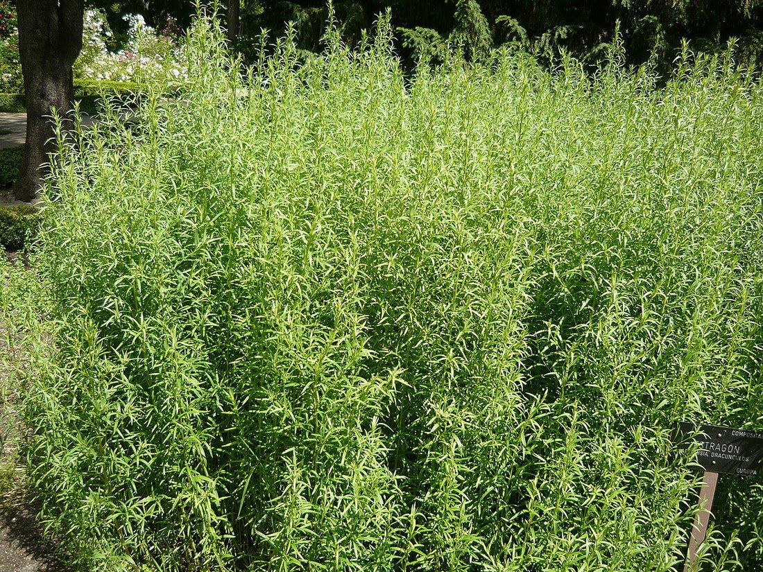 Artemisia dracunculus (wild tarragon)