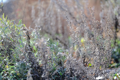 Artemisia ludoviciana (silver wormwood) in the late fall/winter garden