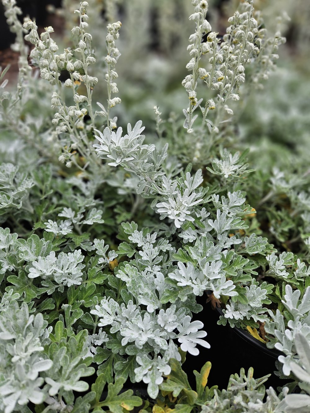 Artemisia stelleriana &