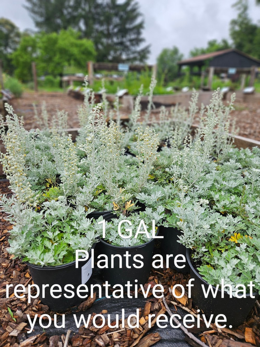 Artemisia stelleriana &