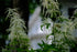 Aruncus dioicus | goat&