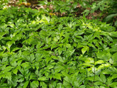 Aruncus aethusifolius (dwarf goat&