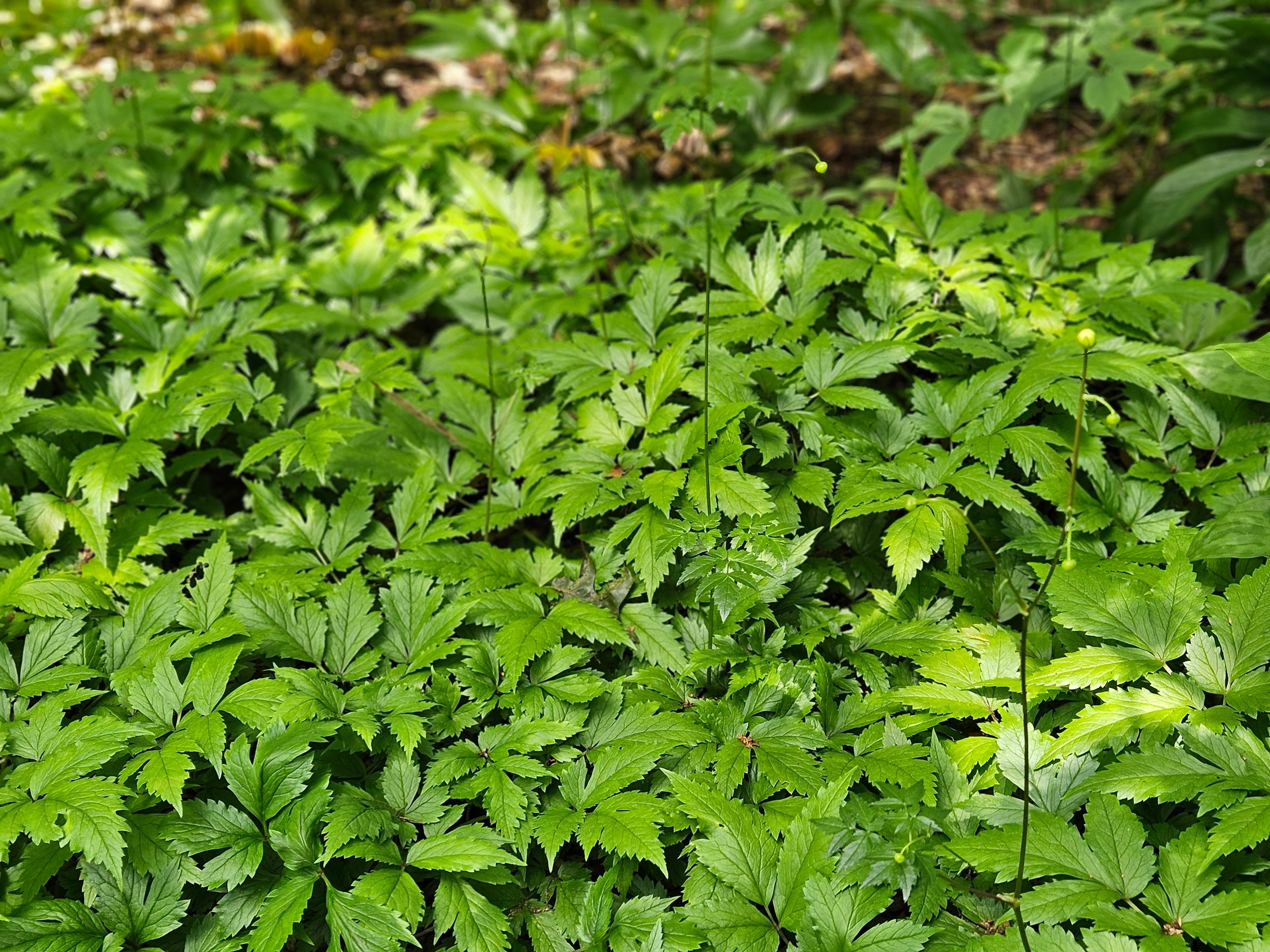 Aruncus aethusifolius (dwarf goat&