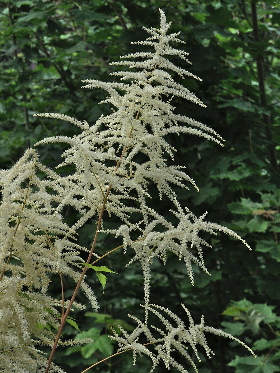 Aruncus dioicus (goat&