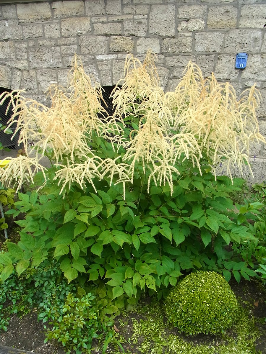 Aruncus dioicus (goat&