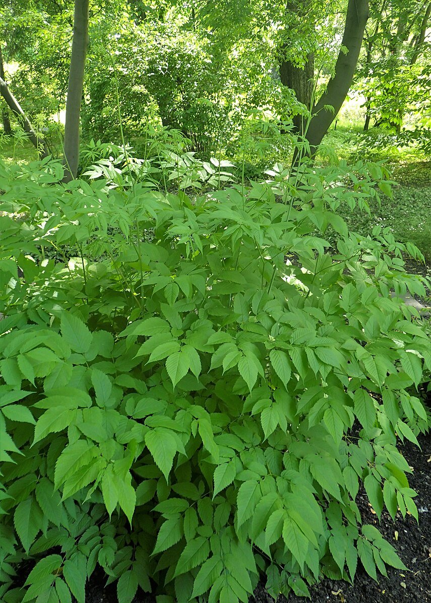 Aruncus dioicus (goat&