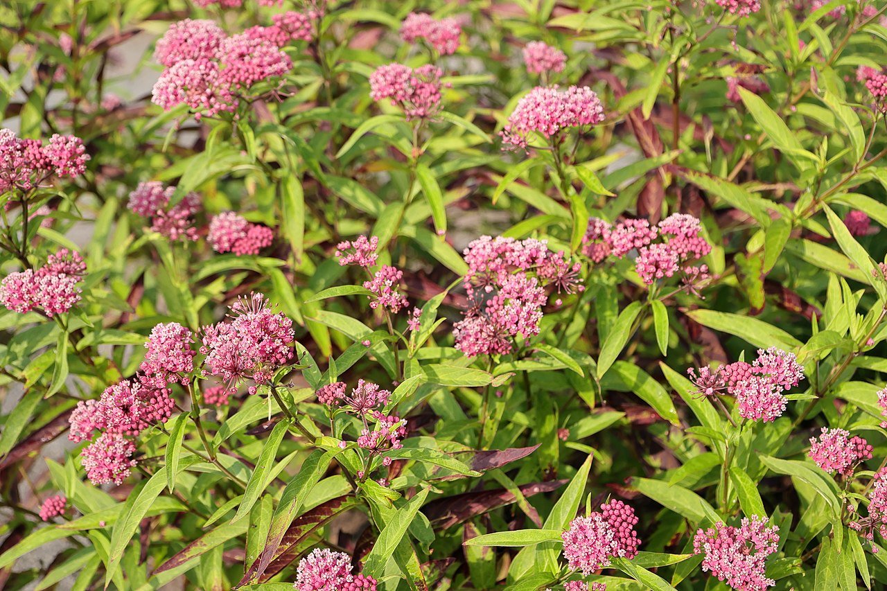 Asclepias incarnata (swamp milkweed) in bloom