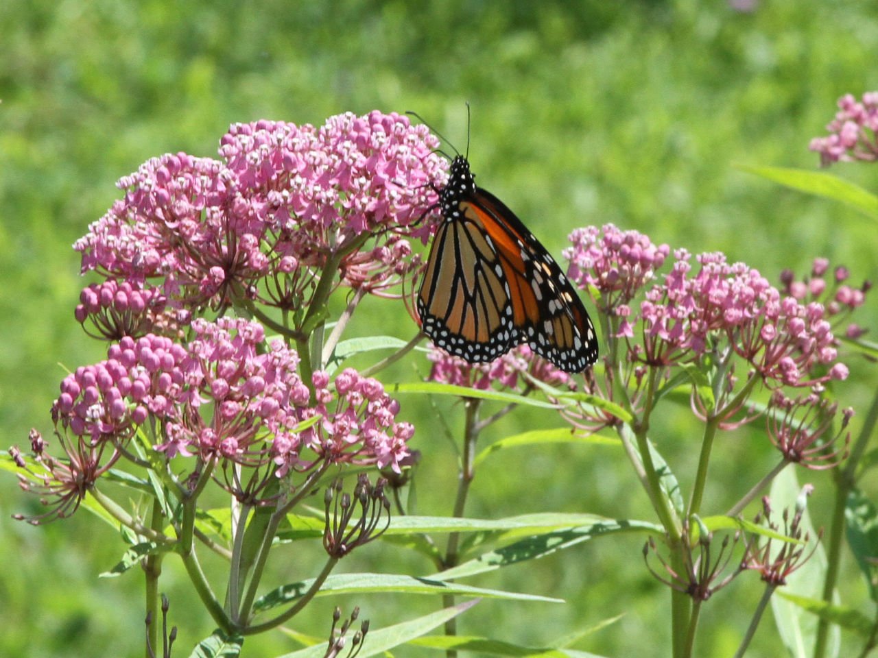 Asclepias incarnata (swamp milkweed) with Monarch butterfly